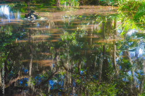 Florida-Tropical Garden Pond