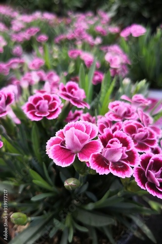 Close up of flowers