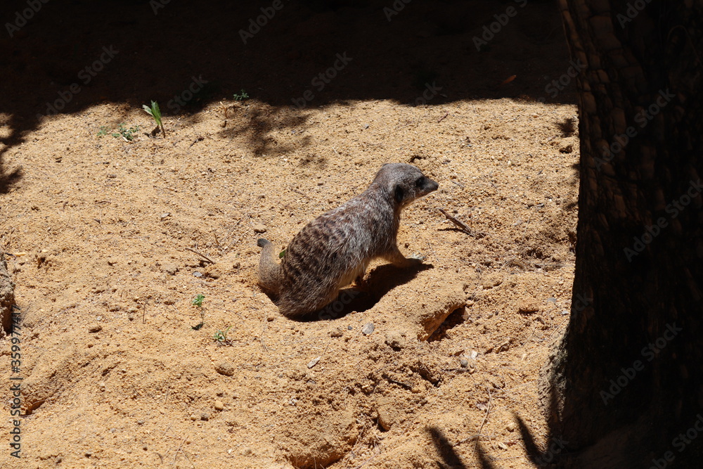 Fototapeta premium meerkat on guard