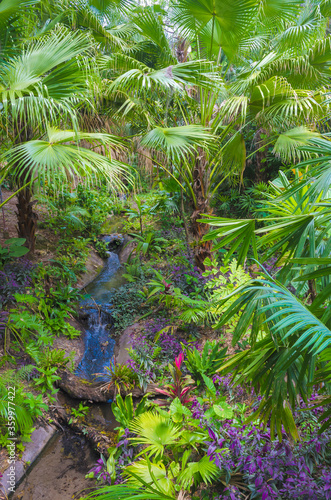 Florida-Tropical Garden Palms