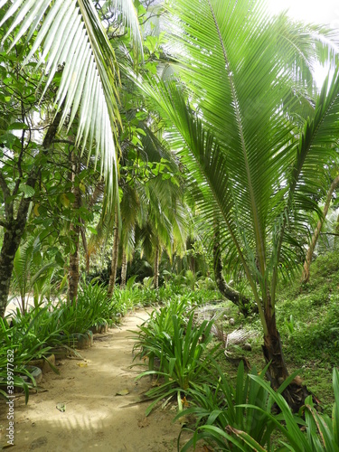 Red Frog Beach Trail  Bocas del Toro  Panama