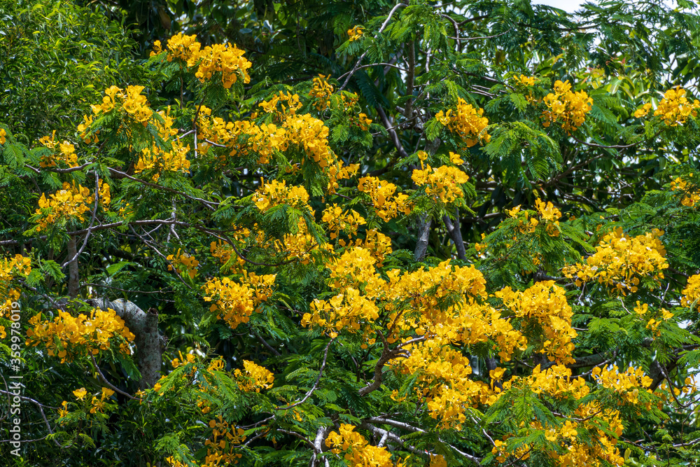 Copperpod a.k.a. yellow poinciana tree (Peltophorum pterocarpum) - Davie, Florida, USA