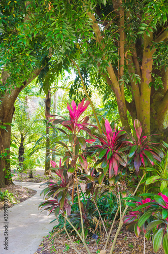 Florida-Tropical Garden with Vibrant Plants
