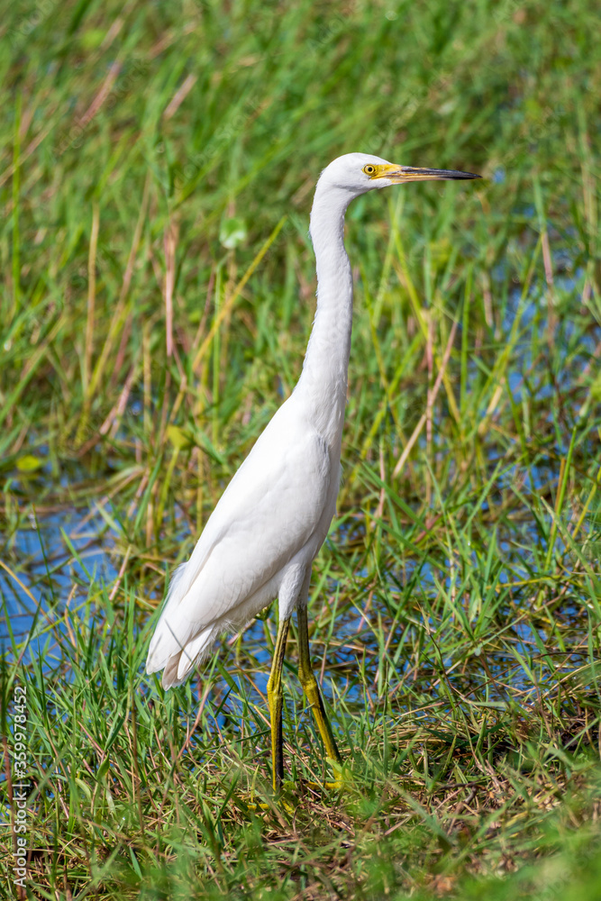 Snowy egret (Egretta thula) in wetlands habitat - Pembroke Pines, Florida, USA Snowy egret (Egretta thula) in wetlands habitat - Pembroke Pines, Florida, USA