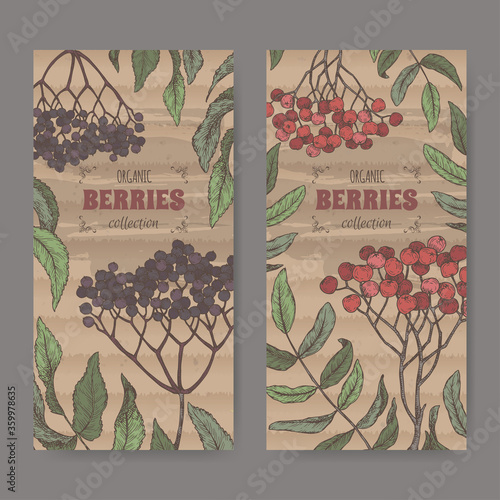 Set of two color labels with Sambucus aka elderberry and Rowan aka Sorbus aucuparia branch sketch. Berry fruits series.