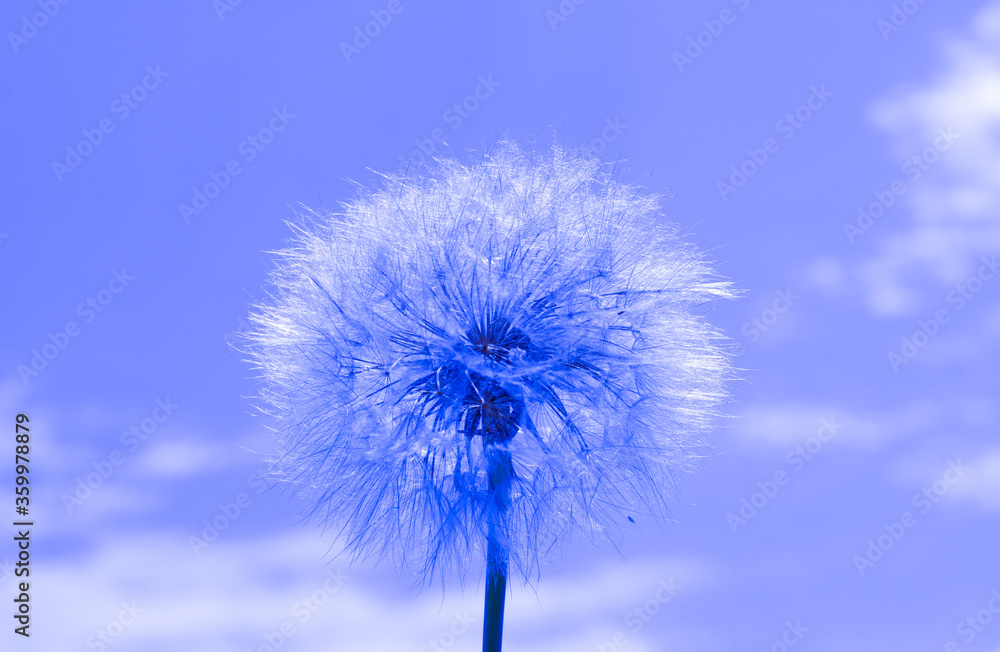 A large dandelion in lilac color.
