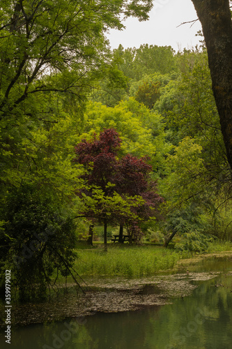  Some beautiful green trees and another tree with red leaves on the bank of the Ebro river (Cantabria - Spain)