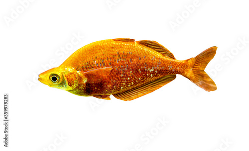 Glossolepis incisus or red rainbowfish fish swimming underwater on white background photo