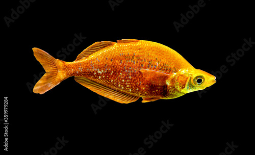 Glossolepis incisus or red rainbowfish fish swimming underwater on black background photo