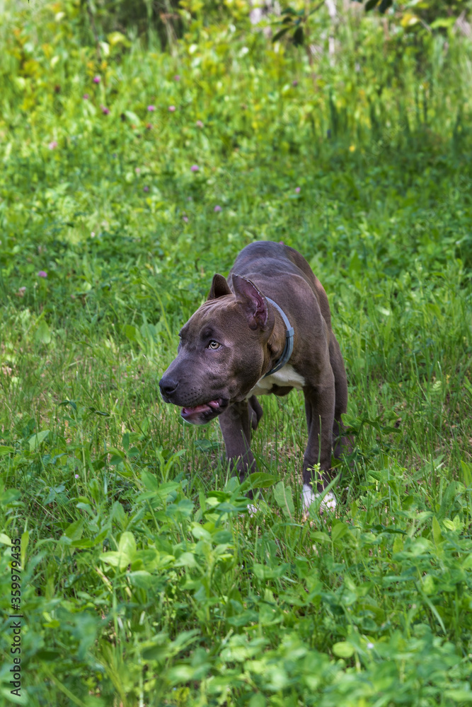 American Staffordshire Terrier in the meadow