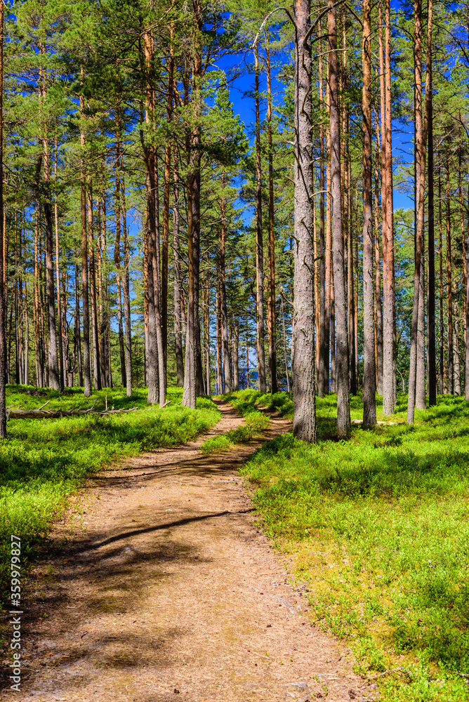 Obraz premium A path in a picturesque pine forest, beautiful summer view, near Priozersk town, Leningrad region, Russia