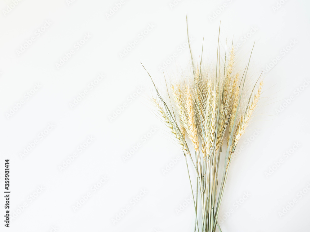 Ears of wheat of a light green pastel shade on a white background