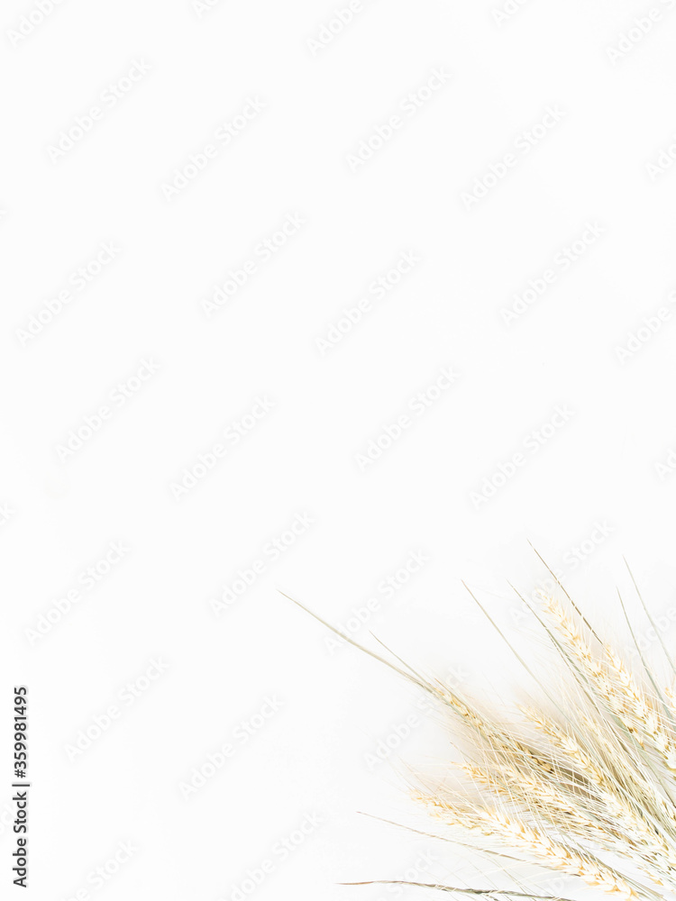 Fototapeta premium Ears of wheat of a light green pastel shade on a white background