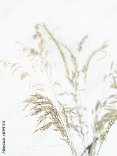 Beautiful wild grasses like orchard grass, barren brome and ryegrass isolated on a white background with copy space