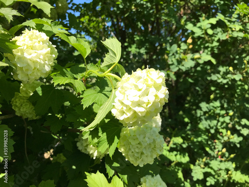 Hot summer in nature, among flowers and herbs. Fresh air. Bumblebees and bees. The sun and blue cloudless sky. What could be better?