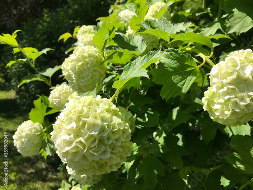 Hot summer in nature, among flowers and herbs. Fresh air. Bumblebees and bees. The sun and blue cloudless sky. What could be better?