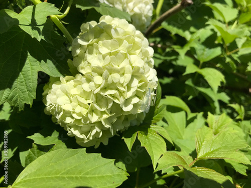 Hot summer in nature, among flowers and herbs. Fresh air. Bumblebees and bees. The sun and blue cloudless sky. What could be better?