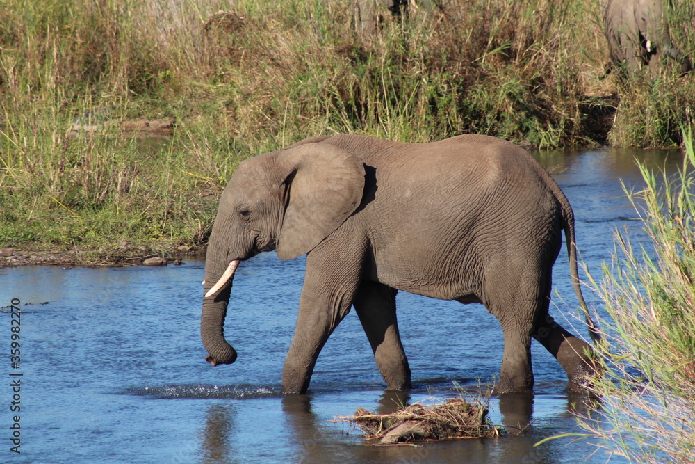 River Elephant