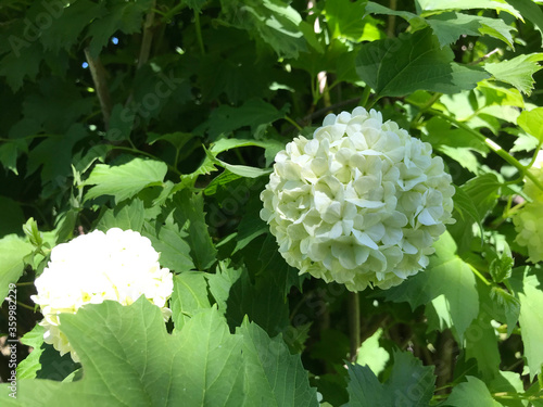 Hot summer in nature, among flowers and herbs. Fresh air. Bumblebees and bees. The sun and blue cloudless sky. What could be better?