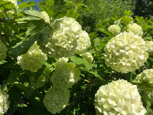 Hot summer in nature, among flowers and herbs. Fresh air. Bumblebees and bees. The sun and blue cloudless sky. What could be better?