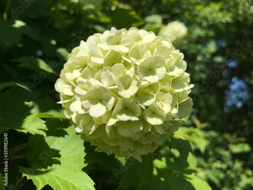 Hot summer in nature, among flowers and herbs. Fresh air. Bumblebees and bees. The sun and blue cloudless sky. What could be better?
