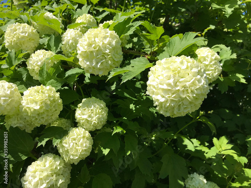 Hot summer in nature, among flowers and herbs. Fresh air. Bumblebees and bees. The sun and blue cloudless sky. What could be better?