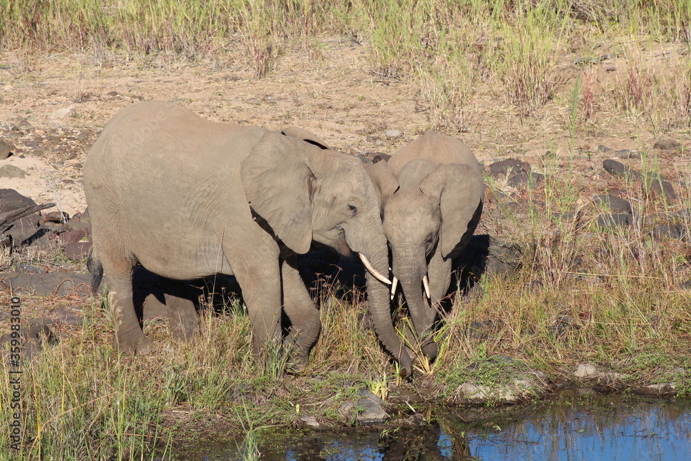 Elephants in Africa Elephants in Africa