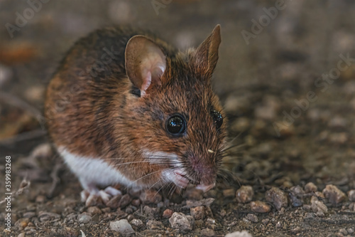 Maus auf dem Waldweg