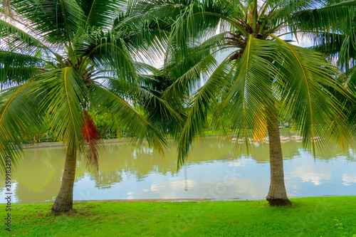 Coconut trees on the green grass in the park