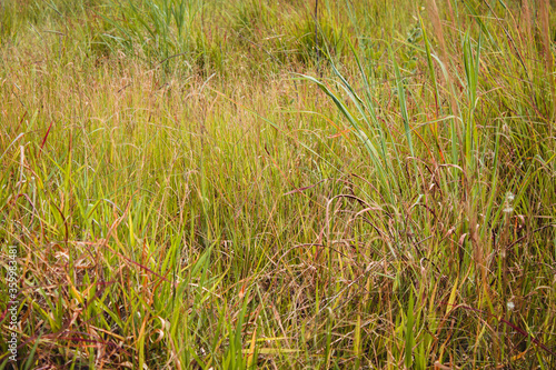 Grass field background. Grassy landscape. Natural Green texture.