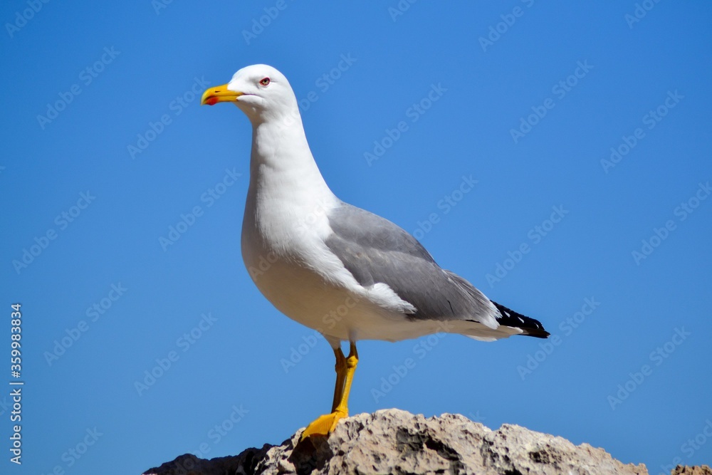Seagull running on the sea shore. Close up view of white bird seagull walking by the beach. Wild seagull against natural blue sky background. A seagull staring at the camera. Seagull running on the sea shore. Close up view of white bird seagull walking by the beach. Wild seagull against natural blue sky background. A seagull staring at the camera.