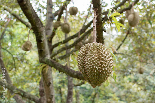 durian fruit on tree over durian garden.