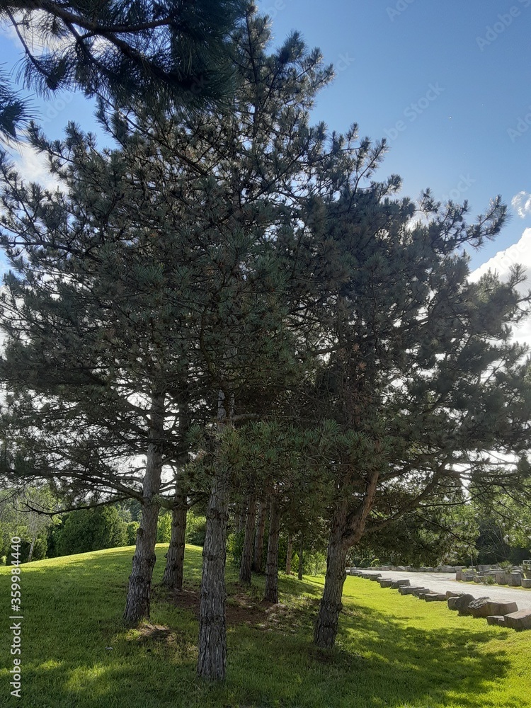 Obraz premium trees in the park