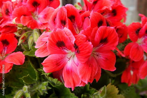 Wallpaper Mural pink and red flowers of geraniuim potted plant close up Torontodigital.ca