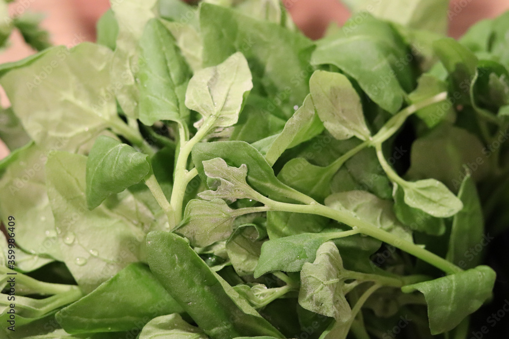 Organic spinach a vegetable rich in vitamins and minerals. Organic spinach a vegetable rich in vitamins and minerals.