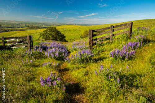 A fence, gate and trailand Balsam root and lupine flowers in bloom in the Columbia Hills State park in Central Washington, adjacent to the Columbia River photo