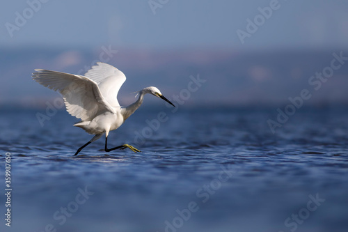 Photography White Heron