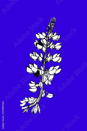 Lupins hand drawn black and white vector illustration on a violet background. Lupine flower botanical design.