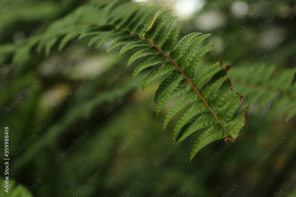 Fototapeta premium Green fern 