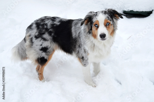 Australian Shepherd with blue eyes in the snow