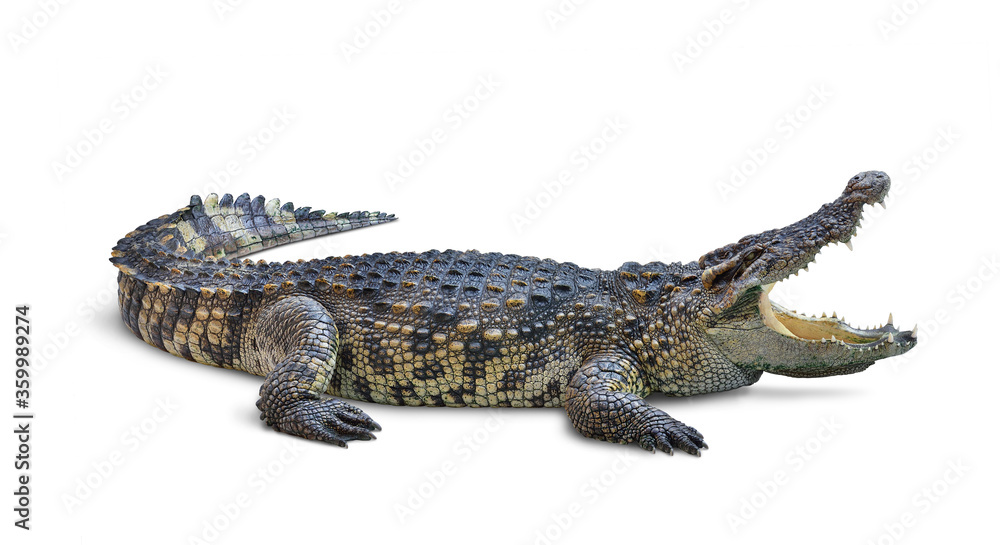 Large Crocodile open mouth isolated on white background. Clipping path. - obrazy, fototapety, plakaty 