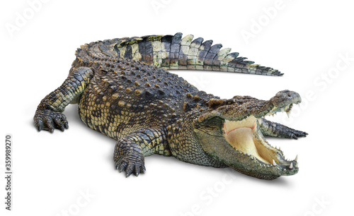 Foto Large Crocodile open mouth isolated on white background