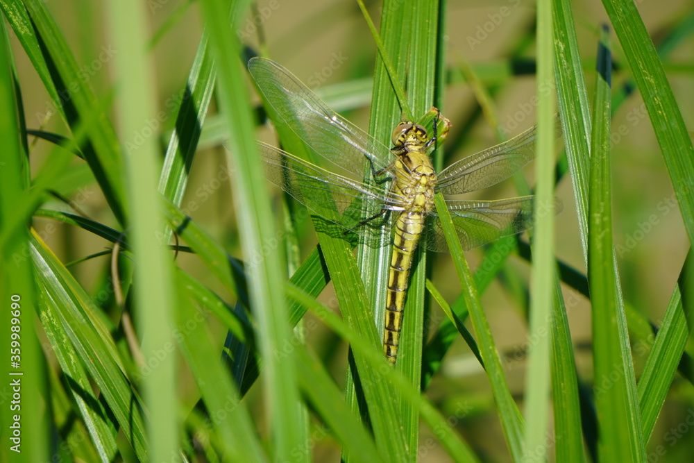 A light green dragonfly is sitting on bright juicy green grass meadow. Close-up photo of beautiful dragonfly. A light green dragonfly is sitting on bright juicy green grass meadow. Close-up photo of beautiful dragonfly.