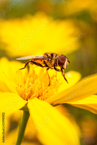 Abeja en flor amarilla