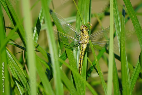 A light green dragonfly is sitting on bright juicy green grass meadow. Close-up photo of beautiful dragonfly.