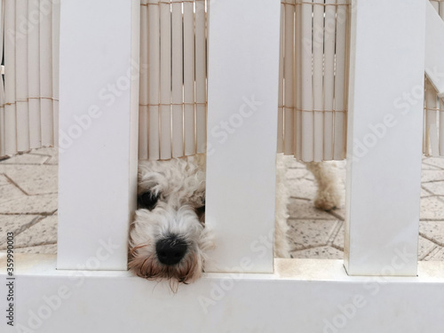 a cute dog's nose poking out of a hole in the fence protects the home, security guard and friend