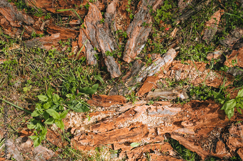 A brown pine bark, fallen from a tree, lies on the ground with green grass and plants. Photography, concept, top view.