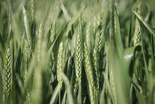 Closeup of wheat cereal crop at head emergence in the Wheatbelt of Western Australia photo