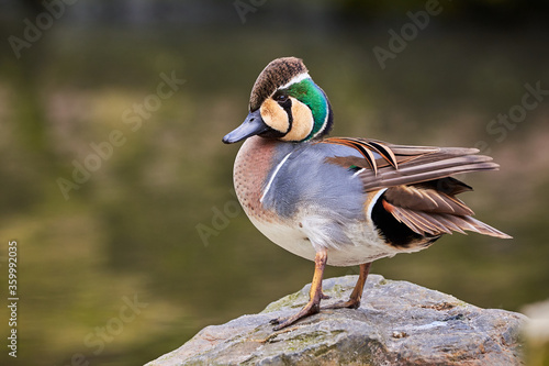 Baikal Teal close-up (Sibirionetta formosa), Bimaculate duck photo