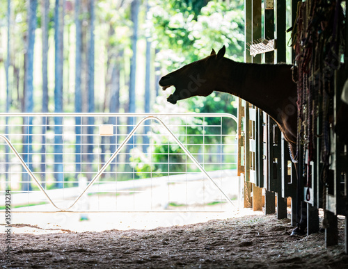 Horse with head out of stables stall